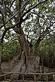 Sakishimasuou tree: un longevo árbol de la zona