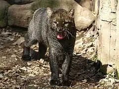 Jaguarundi (Herpailurus yagouaroundi)