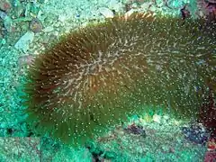 H. limax con pólipos expandidos en Koh Phangan