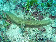 H. limax, de 30 cm de largo, a 22 m de profundidad, en isla Lizard, Australia