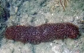 H. limax en Koh Phangan