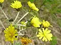 Hieracium japonicum