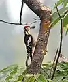 Un pico macho llevando alimento