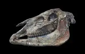 Cráneo de Hipparion gracile.