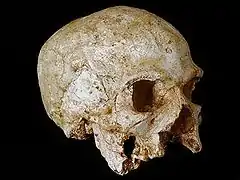 El cráneo de Hofmeyr, un H. sapiens de hace unos 35 mil años, conserva rasgos arcaicos como el arco supraciliar, consistente con la expansión africana a Eurasia. Este fósil ha sufrido daños y pérdidas de material desde su descubrimiento.