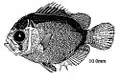 Larva 10 mm de H. bermudensis