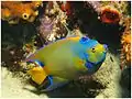 Holacanthus ciliaris adulto en Bonaire