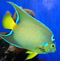 En el Birch Aquarium, San Diego, EE.UU.