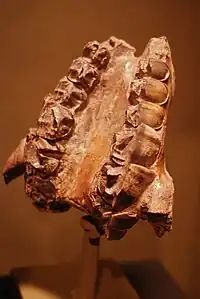Paladar de Homalodotherium cunninghami. Museo de La Plata