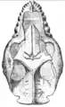 Cráneo de Homalodotherium segoviae, vista dorsal