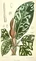 Ilustración botánica del Botanical Magazine de 1881.