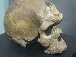 Este cráneo de H. sapiens idaltu, BOU-VP-16/1, era el más antiguo de la especie al día de su descubrimiento, aunque posteriormente restos hayados en Omo, permitieron una nueva datación que retrasaba la aparición de sapiens en 35 000 años. Su capacidad craneana, 1450 cm³, es superior a la de la mayor parte de los humanos actuales.