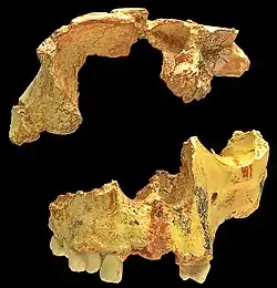 Restos del conocido como Niño de la Gran Dolina (900 000 años), Homo antecessor. Es un cráneo incompleto procedente del estrato Aurora, con señales de canibalización.