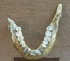 Réplica de la mandíbula Ternifine 1, Homo erectus, 700 ka. Se observa el gran desgaste de los dientes.