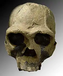 Macho adulto de la especie. Uno de los cráneos mejor conservados. Muestra una capacidad craneal mayor que la de cualquier homínido anterior, unos 850 cm³.