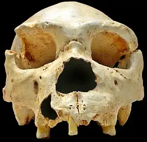 Cráneo número 5 (Homo heidelbergensis de hace 530 000 años) de la Sima de los Huesos, tal como apareció en la campaña de 1992, posteriormente se exhumó la mandíbula.