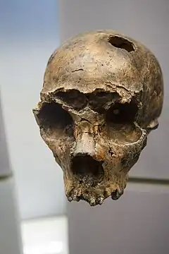 Saccopastore 1 es un cráneo de neanderthal macho que muestra unos grandes huesos nasales, una adaptación a climas fríos y secos.