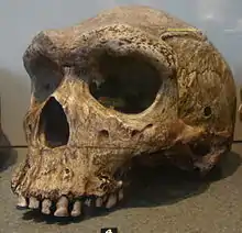 Réplica del cráneo de Kabwe en el museo Kelvingrove de Glasgow. Este individuo de H. heildelbergensis de entre 125 y 300 mil años padecía caries en diez de sus dientes superiores, el caso más antiguo datado.