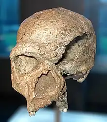 El cráneo de Steinhem pertenece a un H. heidelbergensis de más de 250 mil años. Esta foto muestra el fósil original, conservado en Stuttgart (Alemania).