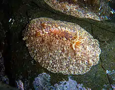 Hoplodoris grandiflora