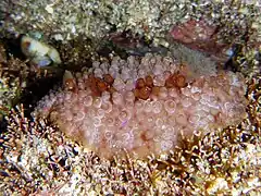 Hoplodoris sp