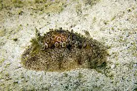 Hoplodoris nodulosa