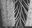 Diferenciación entre cerdas (las pequeñas y robustas) y tricomas (como pelos) en la foto al microscopio de una espiguilla de Hordeum murinum. Estas cerdas son simples, sin adornos.
