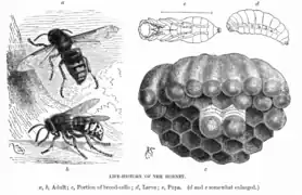 Ciclo vital de Vespa crabro