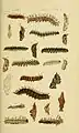 Ilustraciones de larvas de Nymphalidae de la India