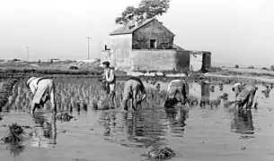 Cultivo en la huerta valenciana, 1949