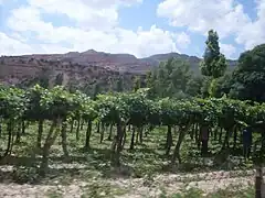 Viñedos en Hualfín