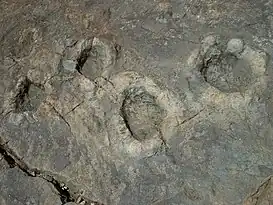 "Huellas de animales extintos en las Termas del Flaco, declarado Monumento Nacional el 13 de julio de 1967"