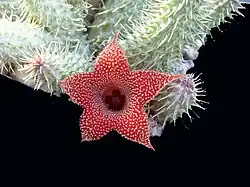 Huernia aspera