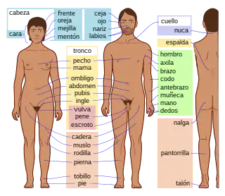 Partes del cuerpo humano.
