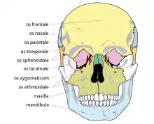 Huesos de la cara. Nombres en latín. (Hueso esfenoides etiquetado como os esphenoidale).