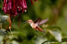 Colibrí de la especie Stellula caliope (Ornitofilia)