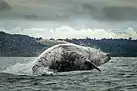 Yubarta en la Costa pacífica