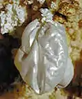 Globo de hidromagnesita encontrado en la cueva Jewel (Estados Unidos).