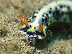 Hypselodoris infucata