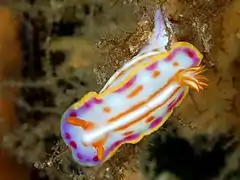 Hypselodoris kaname