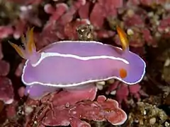 Hypselodoris shimodaensis