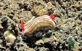 Hypselodoris whitei