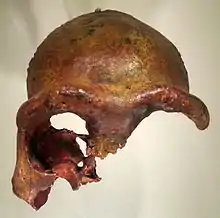 El Hombre de Galilea fue el primer homínido antiguo encontrado en el occidente de Asia. Existen discrepancias en su atribución, variando entre heidelbergensis y neanderthalensis.