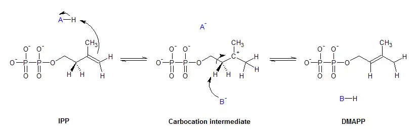 IPP isomerase mechanism