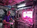 El astronauta Steve Swanson revisando el proyecto Veggie.