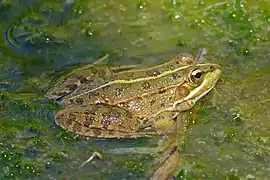 Rana ibérica común (Pelophylax perezi)