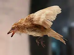 Iberomesornis (Aves)