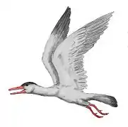 Ichthyornis (Aves)