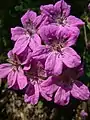 Erodium manescavii