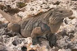 Una iguana grande con los ojos rojos, pies negros, y una cabeza de color amarillento cubierta de una fila de espinas, en medio de la naturaleza haciendo frente hacia la derecha.